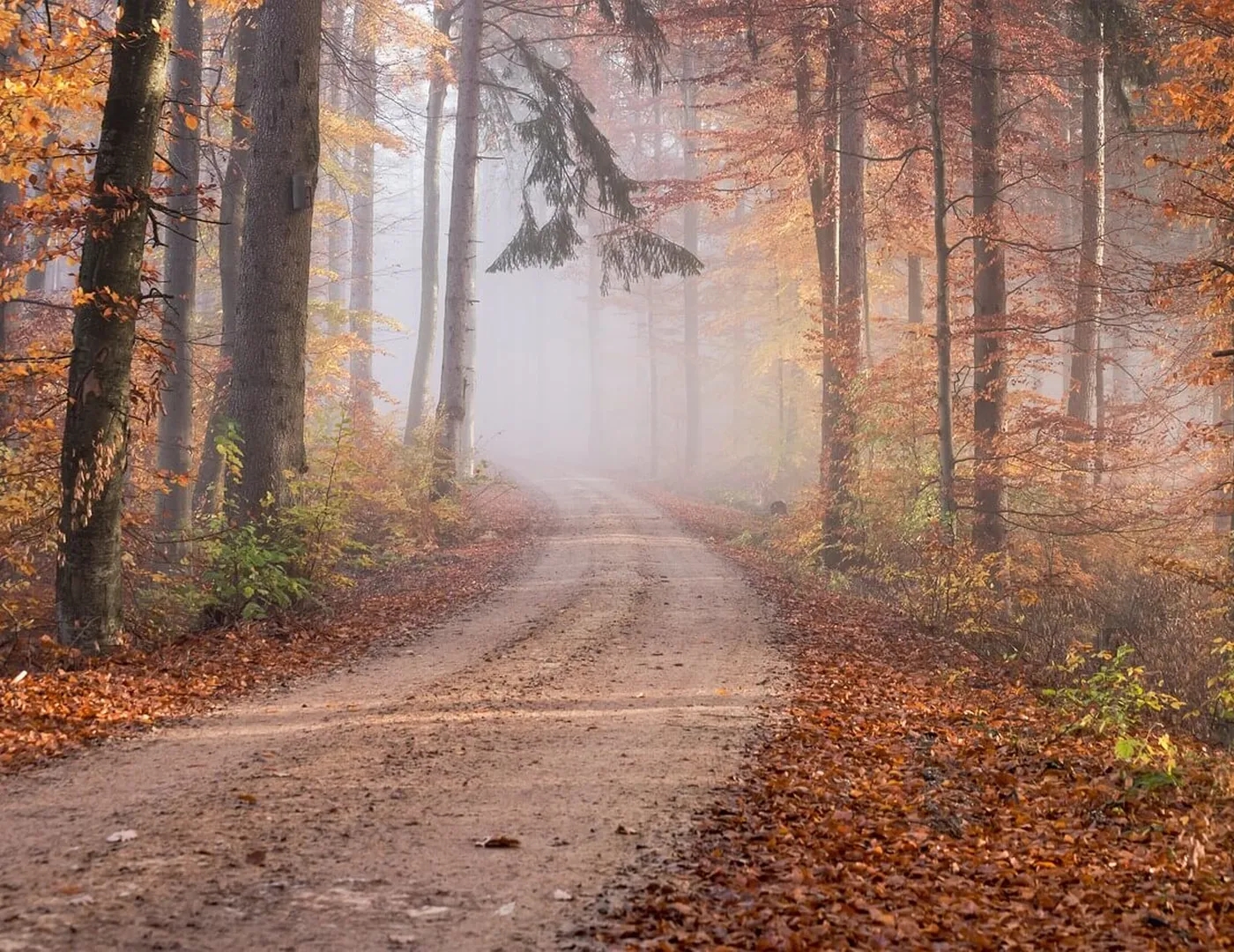 Ein Wald im Herbst ist zu sehen mit wunderschönen Herbstfarben. Im Zentrum ist ein Weg, der eine leichte Linkskurve macht.