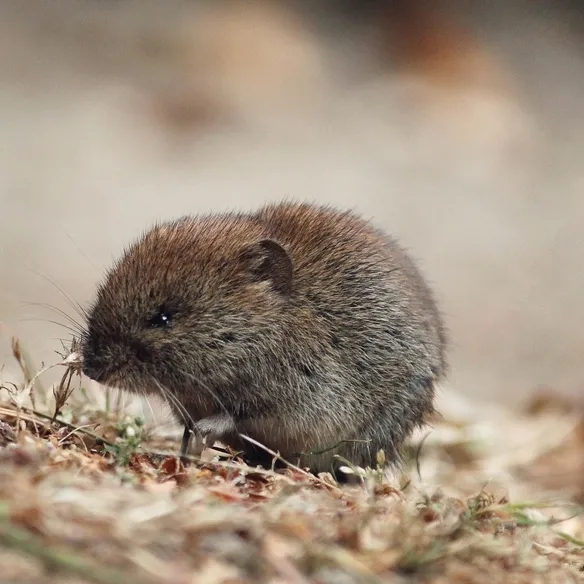 Eine Wühlmaus sitzt in der Natur am Boden.