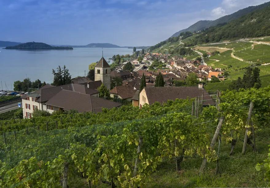 Auf dem Bild ist eine Rebberge und ein Dorf neben dem Bielersee zu sehen.