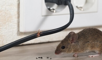Maus, welche ein Kabel anknabbert und den Boden verkotet hat