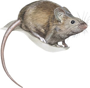 Immagine di un topo comune
