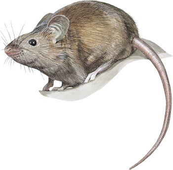 Image d'une souris