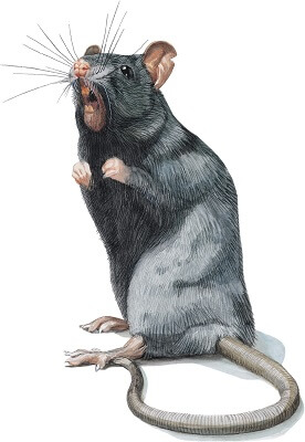 Bild einer Ratte