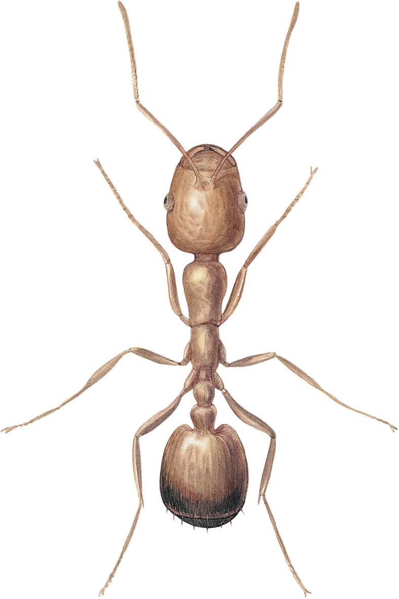 Image d'un fourmi pharaon