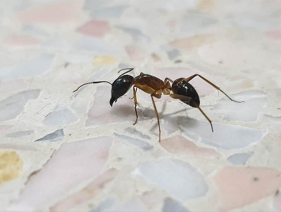 Une fourmi sur une terrasse