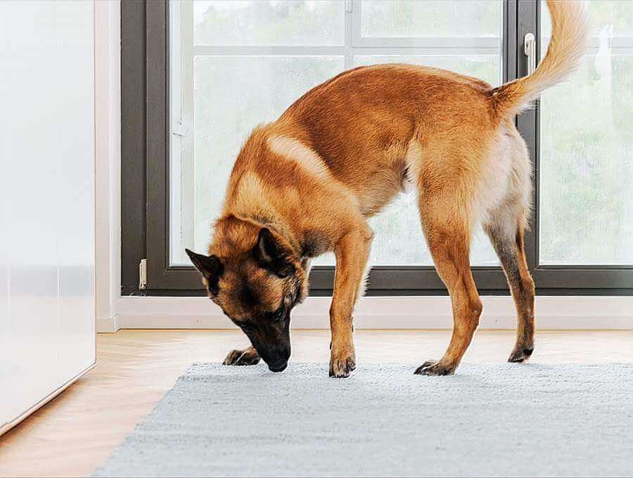 Immagine del cane annusatore di cimici dei letti che annusa un tappeto.