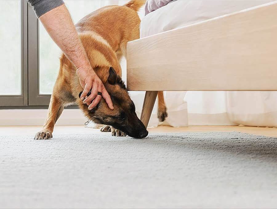 Immagine di un cane annusatore di cimici dei letti che annusa sotto un letto.