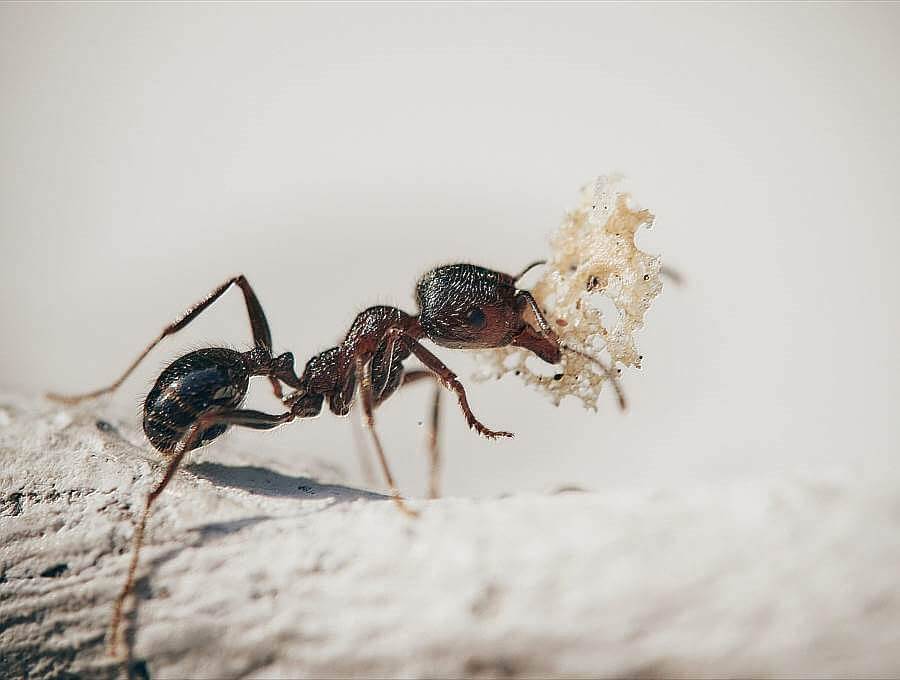 Ameisen