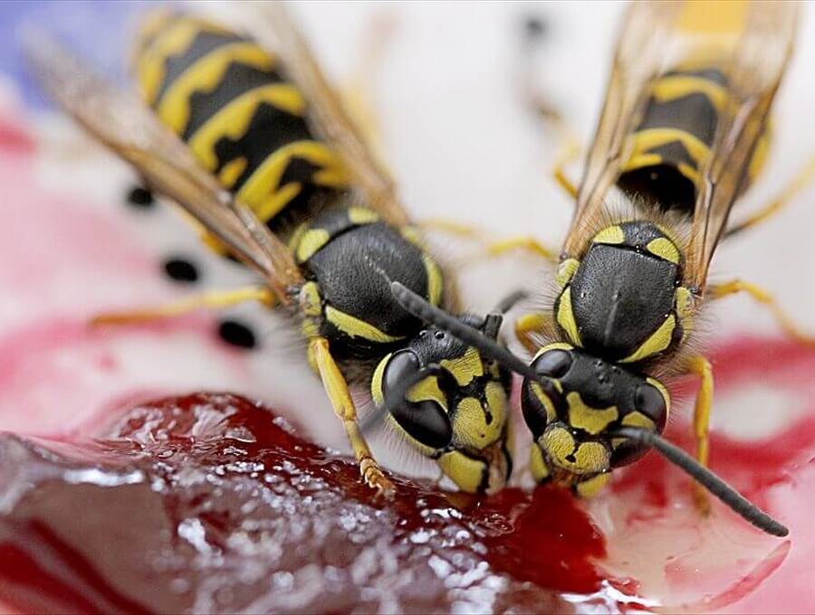 Wespen laben sich an Süssem